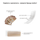 Відбілювальні смужки Medica+ 3DWhite Strips MD-51002 фото 6